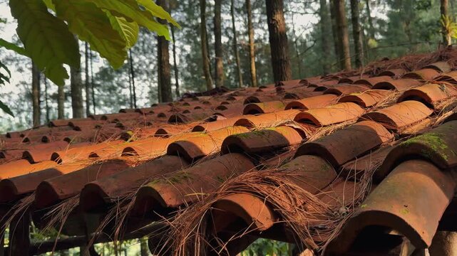Traditional rural clay roof covered with dry pine needles under a lush forest canopy.