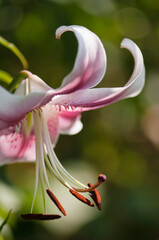 Anastasia Opienpet Lily. Pink Lily Flower Close-up