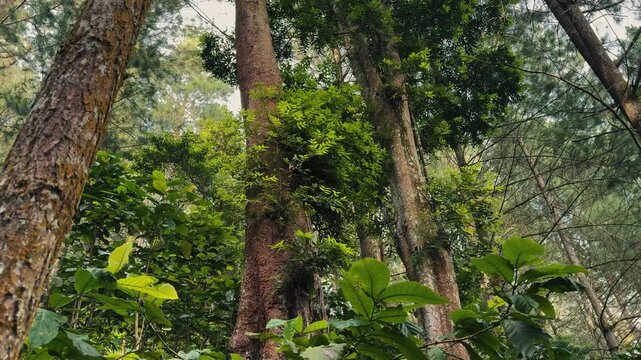 The towering large forest trees with their green leaves and intricate branches create a serene natural environment. Best footage for themes of nature, outdoors, and environmental clip.