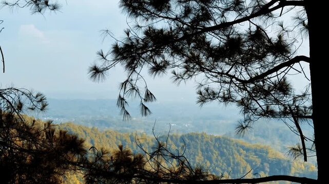 The distant mountain views can be seen between the silhouettes of the pine tree branches. Best footage for themes of nature, outdoors, and environmental clip.