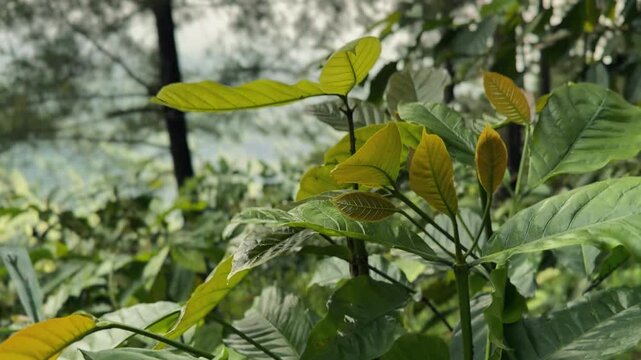 Coffee tree leaves grow well in natural forest environments. Best footage for themes of nature, outdoors, and environmental clip.
