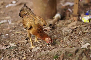 Free-range village chicken foraging on earthy ground, blending naturally with its surroundings. Perfect for agriculture, rural life, and nature themes.