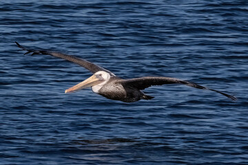 California Brown Pelican (Pelecanus occidentalis), wings spread and gliding over the wetlands in Huntington Beach, California. Blue water in the background. 
