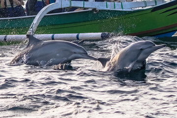 Bottlenose dolphins (Tursiops aduncus) swimming off the coast of northern Bali, Indonesia. Outrigger boat in the background. 
