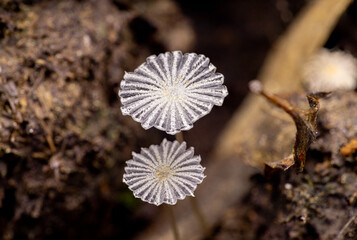 Delicate White Fairy Inkcap Mushrooms Macro on Forest Floor
