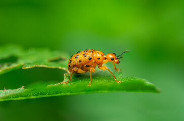 Bright Orange Beetle Macro on Green Leaf—Insect Close-Up Photography
