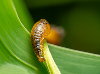 Caterpillar Larva Macro on Green Leaf — Close-Up Insect Life Cycle