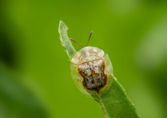 Transparent Tortoise Beetle Macro on Green Leaf&mdash;Clear Shell Insect Close-Up