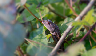Garden Lizard Hidden in Foliage &mdash; Wildlife Camouflage Nature Photography