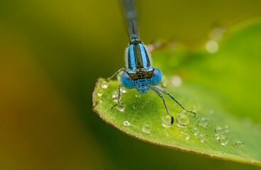 Blue Damselfly Macro on Leaf with Water Droplets&mdash;Close-Up Insect Photography