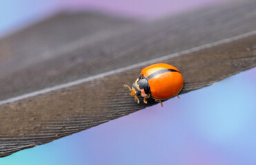 Orange Ladybug Macro on Dry Leaf with Soft Colorful Background &mdash; Close-Up Beetle Photography