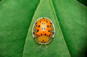 Orange Tortoise Beetle Macro on Green Leaf&mdash;Spotted Leaf Beetle Close-Up