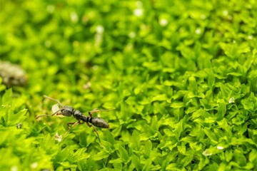 Black Ant Macro on Green Plants—Close-Up Nature Photography