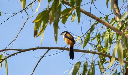 Colorful Bird Perched on Tree Branch in Nature