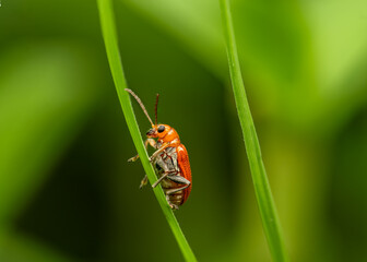 Red Beetle Macro on Green Grass Blade — Close-Up Insect Photography