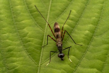 Long-Legged Insect Macro on Green Leaf — Close-Up Nature Photography