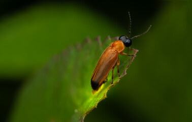 Firefly Beetle Macro on Leaf — Close-Up of Orange Lightning Bug