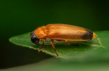 Firefly Beetle Macro on Leaf — Close-Up of Orange Lightning Bug