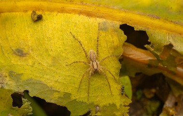 Brown Spider on Yellow Leaf in Close-Up Macro Photography