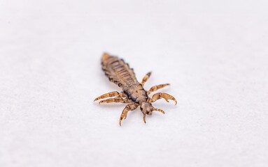 Macro Photo of Small Brown Insect Larva on White Background