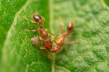 Red Ants on Green Leaf in Close-Up Macro Photography