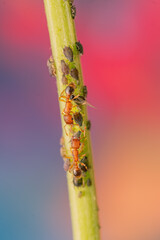 Red Ant on Plant Stem with Small Insects in Macro View