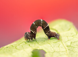 Macro Photo of Inchworm Arching on Leaf