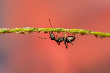 Macro Photo of Black Ant Hanging Upside Down on Plant Stem