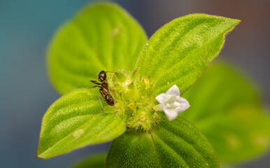 Macro Photo of Ant on Green Leaf with Small Flower