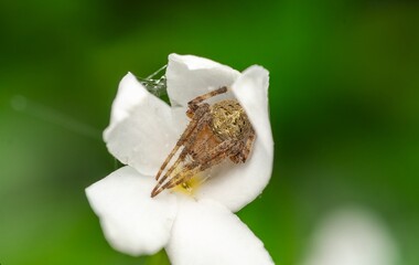 Macro Photo of Spider Hiding Inside a White Flower