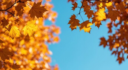 Fototapeta premium Autumn Canopy and Azure Sky: A vibrant display of autumnal hues, capturing the intricate beauty of golden foliage against a clear blue sky.