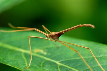 Crane Fly Macro on Green Leaf&mdash;Close-Up of Long-Legged Insect