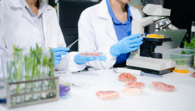 Asian food scientists inspect raw meat samples under microscope for biotech research, hygiene, and food safety analysis.