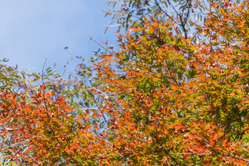 秋の野山の紅葉したカエデ22