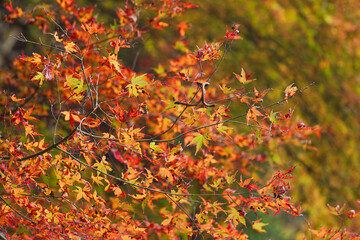 秋の野山の紅葉したカエデ15