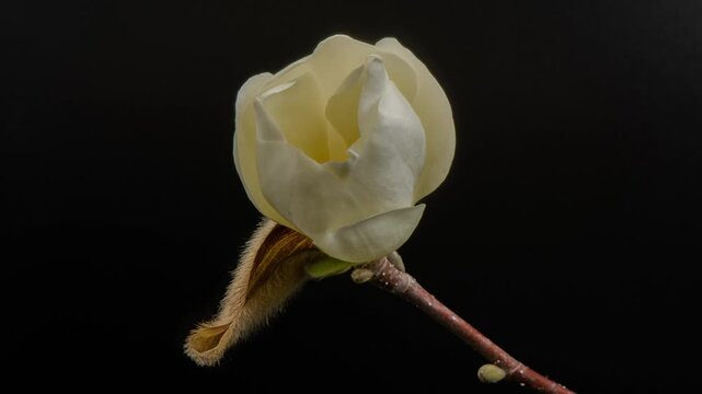 White magnolia blossoms in time-lapse.
