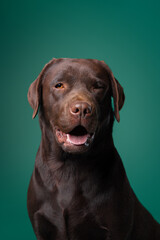 Close-up studio portrait of a chocolate Labrador looking forward with a friendly expression, ideal for pet brands and animal-related promotions.