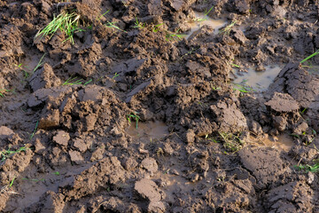 A close-up view of freshly tilled muddy soil in a rice field, showing clumps of earth loosened manually with a hoe as part of traditional farming preparation.