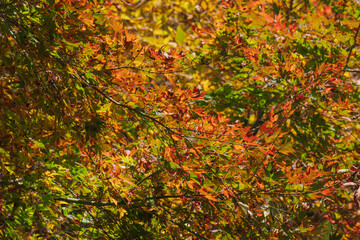 秋の野山の紅葉したカエデ03
