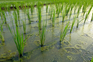 Young rice plants growing in a flooded paddy field, reflecting on the calm water and showcasing the early stages of rice cultivation.
