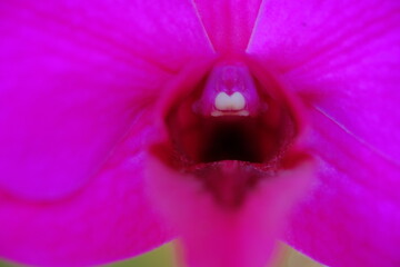 Full frame of purple orchid blooming outdoors, in the garden Chiang Rai Thailand