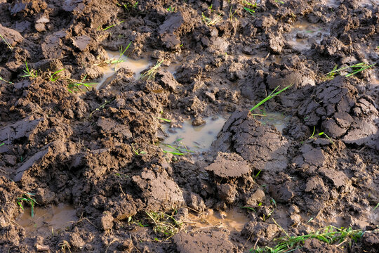 A close-up view of freshly tilled muddy soil in a rice field, showing clumps of earth loosened manually with a hoe as part of traditional farming preparation.
