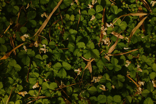 Groundcover leaves foliage plants, closeup of dense green low-growing carpet with small wilted white flowers and dried grass stems, natural texture and botanical detail in shade