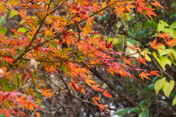 秋の山　赤く紅葉したカエデ10