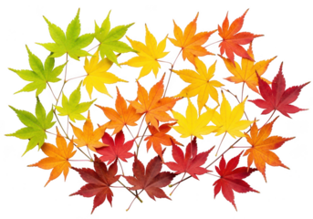 Colorful autumn leaves arranged in a circle isolated on transparent background