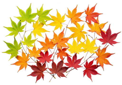 Colorful autumn leaves arranged in a circle isolated on transparent background