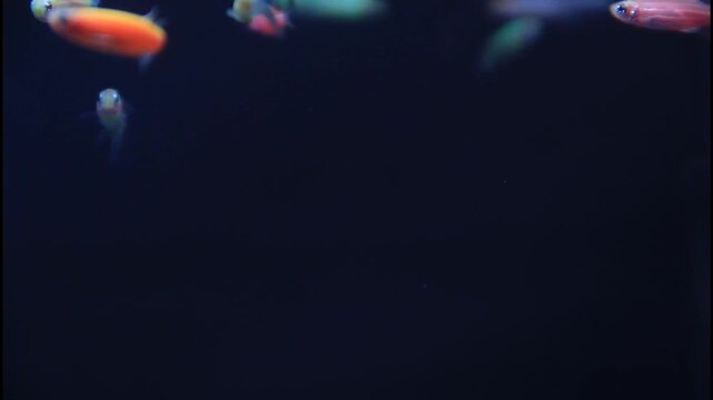 Close-up video of a colorful long fin danio fish gracefully swimming in a freshwater aquarium with dark background