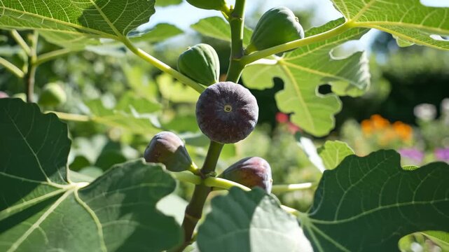 Figs Growing on a Tree Branch in Sunny Garden