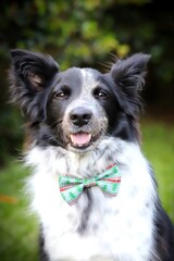 A portrait of a cute fluffy dog wearing Christmas bow tie.