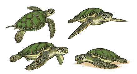 Set of four green sea turtles depicted in a realistic illustration, swimming and resting